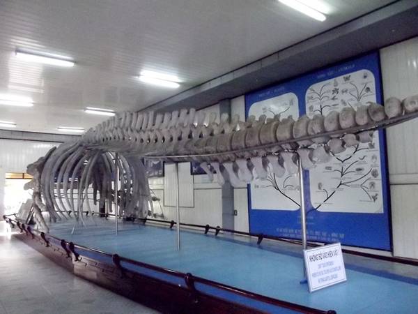 Khám phá viện Hải dương học Nha Trang: Bảo tàng sinh vật biển nằm trong khuôn viên viện sẽ đem lại cho du khách trải nghiệm tuyệt vời với 20.000 mẫu vật của hơn 4.000 loài. Đặc biệt, bảo tàng có trưng bày bộ xương cá voi khổng lồ dài gần 26m, cao 3m.